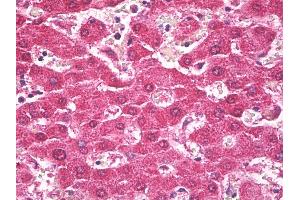 Anti-TROVE2 antibody IHC of human liver.