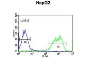 Flow cytometric analysis of HepG2 cells (right histogram) compared to a negative control cell (left histogram) using PXMP2  Antibody , followed by FITC-conjugated goat-anti-rabbit secondary antibodies.