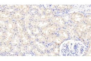 Detection of FGF1 in Caprine Kidney Tissue using Polyclonal Antibody to Fibroblast Growth Factor 1, Acidic (FGF1)