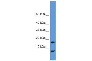 WB Suggested Anti-Cnih Antibody Titration:  0. (CNIH anticorps  (N-Term))