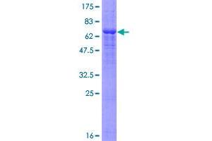 Image no. 1 for Pannexin 1 (PANX1) (AA 1-426) protein (GST tag) (ABIN1313962)