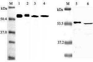 Western blot analysis using anti-Nampt (Visfatin-PBEF), mAb (OMNI379)  at 1:2000 dilution. (NAMPT anticorps)