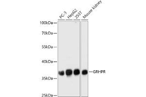 Western blot analysis of extracts of various cell lines, using GRHPR antibody (ABIN7267486) at 1:1000 dilution. (GRHPR anticorps  (AA 100-328))