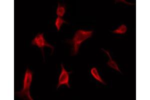 ABIN6267524 staining COS7 by IF/ICC.