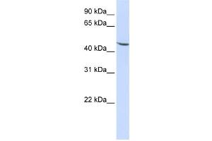 Western Blotting (WB) image for anti-Kruppel-Like Factor 17 (KLF17) antibody (ABIN2458460) (KLF17 anticorps)