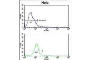 EphB3 Antibody (ABIN652365 and ABIN2841733) flow cytometric analysis of Hela cells (bottom histogram) compared to a negative control cell (top histogram).