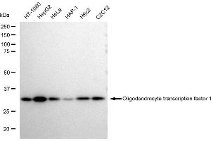 anti-Oligodendrocyte Transcription Factor 1 (OLIG1) antibody