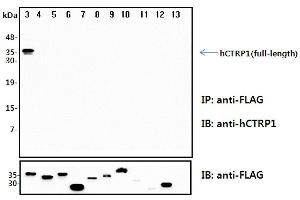 Immunoprecipitation (IP) analysis of the cell lysates from HEK293 cells transfected with empty vector or a panel of the FLAG-tagged CTRP family (full-length) followed by immunoblot analysis using anti-CTRP1 (human), pAb  antibody.