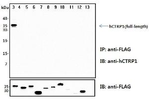 Immunoprecipitation (IP) analysis of the cell lysates from HEK293 cells transfected with empty vector or a panel of the FLAG-tagged CTRP family (full-length) followed by immunoblot analysis using anti-CTRP1 (human), pAb  antibody. (C1QTNF1 anticorps)
