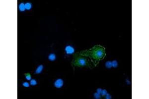 Immunofluorescence (IF) image for anti-Bridging Integrator 3 (BIN3) antibody (ABIN1496925) (BIN3 anticorps)
