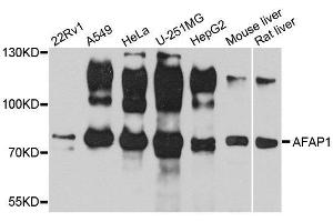 Western blot analysis of extracts of various cell lines, using AFAP1 antibody. (AFAP anticorps  (AA 461-730))
