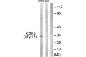 Western blot analysis of extracts from COS7 cells treated with EGF 200ng/ml 30' and 293 cells treated with H2O2 100u, 15mins, using CDK5 (Phospho-Tyr15) Antibody. (CDK5 anticorps  (pTyr15))