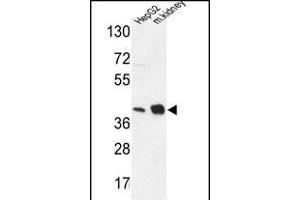 NDUFA10 Antibody (Center) (ABIN653725 and ABIN2843032) western blot analysis in HepG2 cell line and mouse kidney tissue lysates (35 μg/lane). (NDUFA10 anticorps  (AA 252-281))