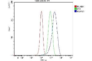 Flow Cytometry analysis of U87 cells using anti-RBMS1 antibody (ABIN7601195).