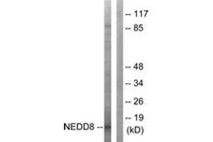 Western blot analysis of extracts from Jurkat cells, using NEDD8 Antibody. (NEDD8 anticorps  (AA 10-59))