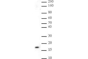 Histone H3K27me3 pAb tested by Western blot. (Histone 3 anticorps  (3meLys27))