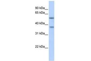 RAB40B antibody  (AA 144-193)
