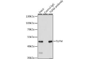 Immunoprecipitation analysis of 200 μg extracts of 293T cells, using 3 μg TUFM antibody (ABIN6127865, ABIN6149701, ABIN6149702 and ABIN6222063). (TUFM anticorps  (AA 186-455))