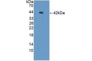 Detection of Recombinant DEFb126, Human using Polyclonal Antibody to Defensin Beta 126 (DEFb126) (DEFB126 anticorps  (AA 21-111))