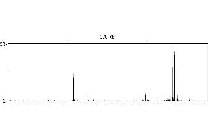 ChIP DNA-Sequencing (ChIP-seq) image for anti-GR (AA 150-200) antibody (ABIN7795590) (GR (AA 150-200) anticorps)