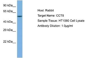 Host: Rabbit Target Name: CCT8 Sample Tissue: Human HT1080 Whole Cell  Antibody Dilution: 1ug/ml (CCT8 anticorps  (N-Term))