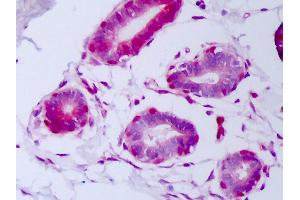 Anti-FGF2 / BFGF antibody IHC of human breast, myoepithelium. (FGF2 anticorps)