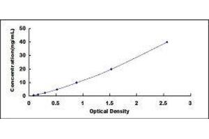 Synaptophysin (SYP) ELISA Kit