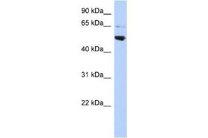 Western Blotting (WB) image for anti-Adaptor-Related Protein Complex 3, mu 2 Subunit (AP3M2) antibody (ABIN2459521)