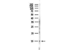anti-FK506 Binding Protein 1A, 12kDa (FKBP1A) (N-Term) antibody