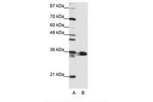 Image no. 1 for anti-Heterogeneous Nuclear Ribonucleoprotein A1 (HNRNPA1) (N-Term) antibody (ABIN203055) (HNRNPA1 anticorps  (N-Term))