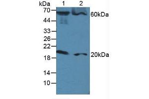 Figure. (FADD anticorps  (AA 12-206))