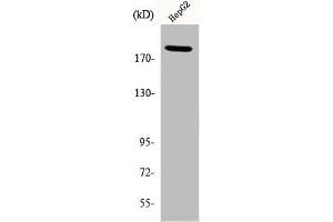 Western Blot analysis of HepG2 cells using Phospho-IRS-1 (S312) Polyclonal Antibody (IRS1 anticorps  (pSer312))