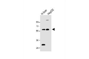 All lanes : Anti-FADS2 Antibody (N-term) at 1:1000 dilution Lane 1: H. (FADS2 anticorps  (N-Term))