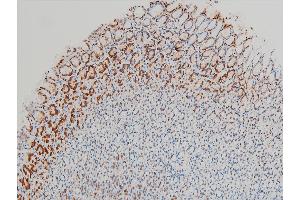 ABIN6267443 at 1/100 staining rat gastric tissue sections by IHC-P.
