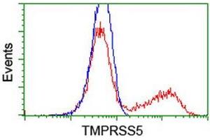 HEK293T cells transfected with either RC223774 overexpress plasmid (Red) or empty vector control plasmid (Blue) were immunostained by anti-TMPRSS5 antibody (ABIN2454958), and then analyzed by flow cytometry. (TMPRSS5 anticorps)