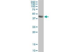 SIRT7 MaxPab polyclonal antibody. (SIRT7 anticorps  (AA 1-400))