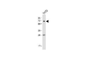 Anti-CK2G (CK2 gma) Antibody (C-term) at 1:500 dilution + T47D whole cell lysate Lysates/proteins at 20 μg per lane.