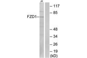 Western blot analysis of extracts from Jurkat cells, using FZD1 Antibody. (FZD1 anticorps  (AA 16-65))
