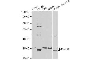 Western blot analysis of extracts of various cell lines, using FASLG antibody. (FASL anticorps)