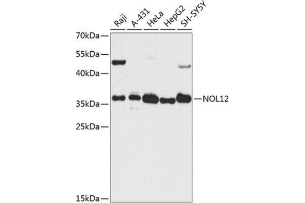 NOL12 Antikörper  (AA 1-213)