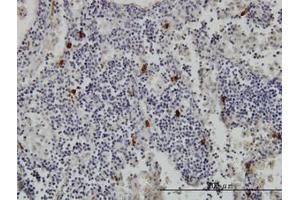 Image no. 1 for anti-Tryptase alpha/beta 1 (TPSAB1) (AA 1-275) antibody (ABIN466111) (TPSAB1 anticorps  (AA 1-275))