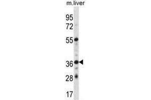 GPER Antibody (C-term) western blot analysis in mouse liver tissue lysates (35µg/lane).