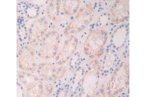 IHC-P analysis of Human Kidney Tissue, with DAB staining. (FGF19 anticorps  (AA 4-216))
