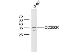 U937 cell lysates probed with Rabbit Anti-CD200R2 Polyclonal Antibody, Unconjugated  at 1:500 for 90 min at 37˚C.