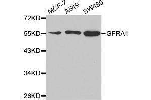 Western Blotting (WB) image for anti-GDNF Family Receptor alpha 1 (GFRA1) antibody (ABIN1876561) (GFRA1 anticorps)