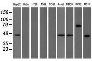 Image no. 3 for anti-Tripartite Motif Containing 2 (TRIM2) (AA 1-100), (AA 645-744) antibody (ABIN1490544)