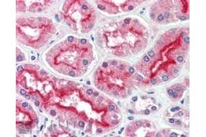 ABIN185100 (5µg/ml) staining of paraffin embedded Human Kidney.