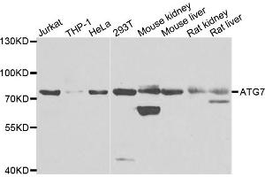 Western blot analysis of extracts of various cell lines, using ATG7 antibody. (ATG7 anticorps)