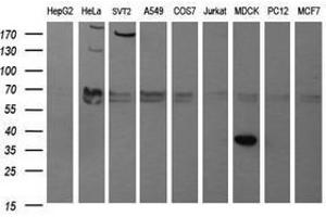 Image no. 1 for anti-Synaptophysin (SYP) antibody (ABIN1501259) (Synaptophysin anticorps)