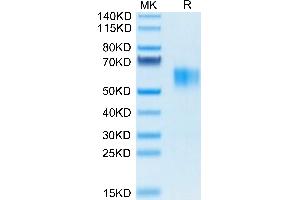 Biotinylated Human Fc gamma RI/CD64 on Tris-Bis PAGE under reduced condition.